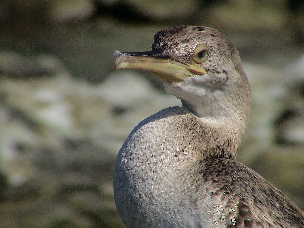 Cap Corse, Marine di Giottani (Kormoran 4).JPG